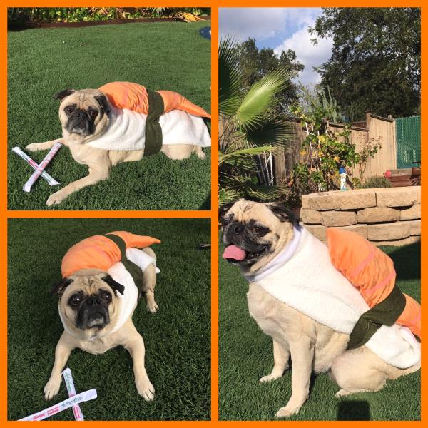 /Images/uploads/PUG NATION RESCUE OF LOS ANGELES/pugnationcalendar/entries/2334thumb.jpg